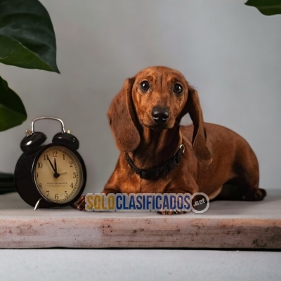 DACHSHUND CHOCOLATE  A FURRY FOR YOUR HOME... 