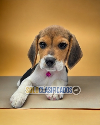 Lindo cachorro Beagle Harrier... 