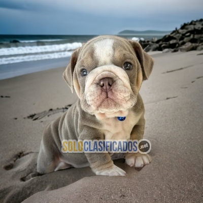 CUTE PUPPIES BULLDOG INGLÉS EXOTICO... 