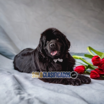 WONDERFUL PUPPIES SPRINGER SPANIEL... 