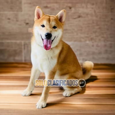 Beautiful puppies Akita Inu Japanese available... 