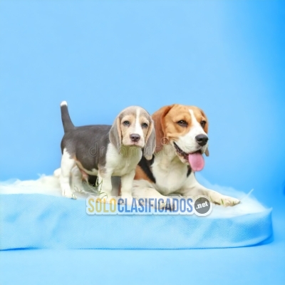 PRECIOSOS CACHORROS BEAGLE HARRIER... 