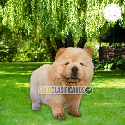 Perros Chow Chow en venta disponiblessss... 