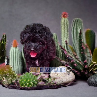 DULCES CACHORROS FRENCH POODLE NEGRO... 