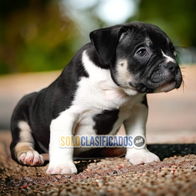 CUTE AMERICAN BULLY... 