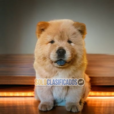 BEAUTIFUL CHOW CHOW... 