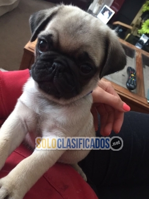 Healthy Teacup Pug Puppies For Sale Near Me... 