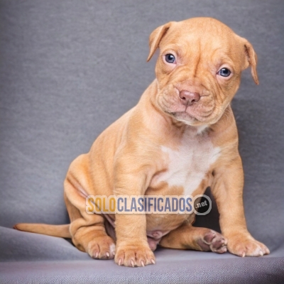 AMERICAN BULLY XL A FURRY FOR YOUR HOME... 