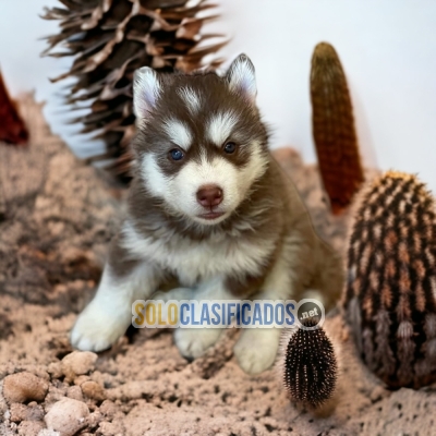HUSKY SIBERIANO ANOTHER MEMBER IN YOUR FAMILY TO LOVE... 
