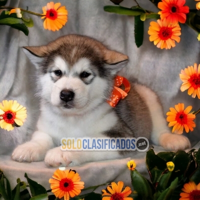 ENCANTADOR CACHORRO MALAMUTE DE ALASKA... 