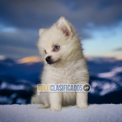 Alaskan Malamute Great and and Pretty Puppies... 