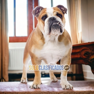 BULLDOG INGLÉS     IT WILL BE YOUR COMPANION AND BEST COMPANY FRO... 