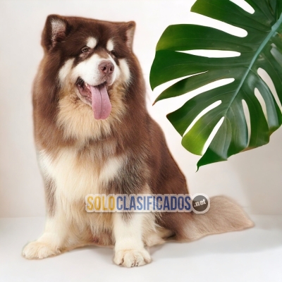 CUTE ALASKAN MALAMUTE  PETS AVAILABLE NOW... 