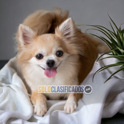CHIHUAHUA PELO LARGO     I WILL BE YOUR BEST FAITHFUL FRIEND FROM... 