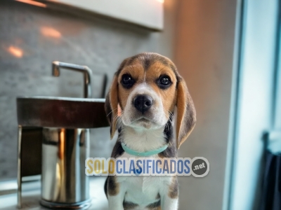 LINDOS Y PRECIOSOS BEAGLE POCKET AMERICANO... 