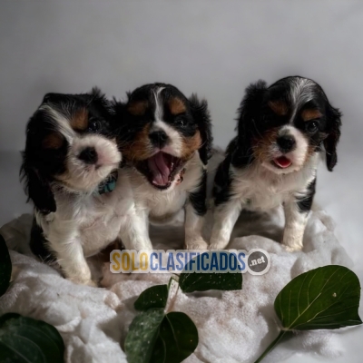 PRECIOSOS CAVALIER KING ilinois... 