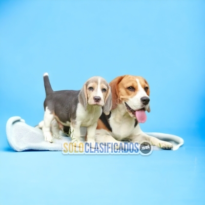 Fine Puppies Beagle Harrier... 