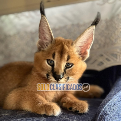 Solo Clasificados - Hermosos gatitos caracal disponibles Buscamos un comprador serio plenamente consciente de las necesidades específicas de esta especie y capaz de prop - imagen: 2
