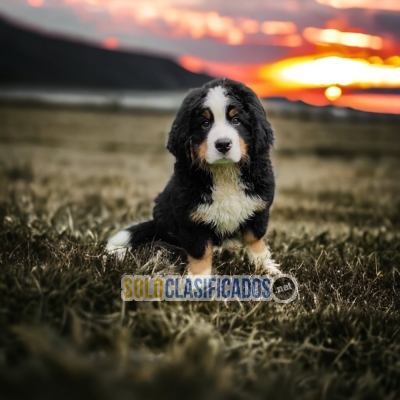 Fine Puppies Bernese Mountain Dog... 