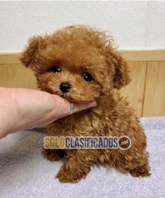 lindo cachorro caniches macho y hembra disponibles hoy...