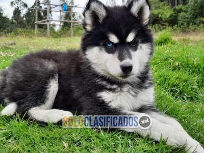 Lindos cachorros de raza Husky Siberiano... 