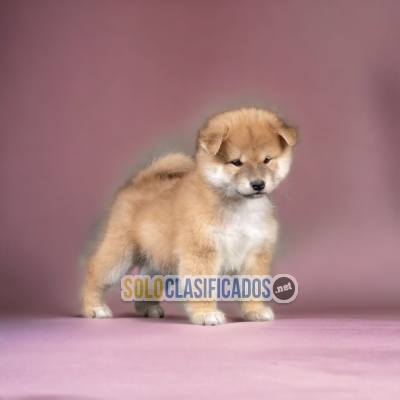 Adorable Puppies Akita Inu Japones... 