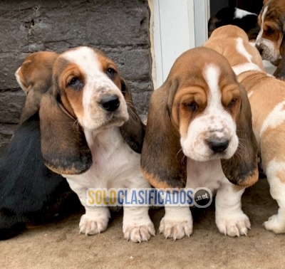 Preciosos cachorros basset hound a la venta Whatsapp : +1 (510) 8... 