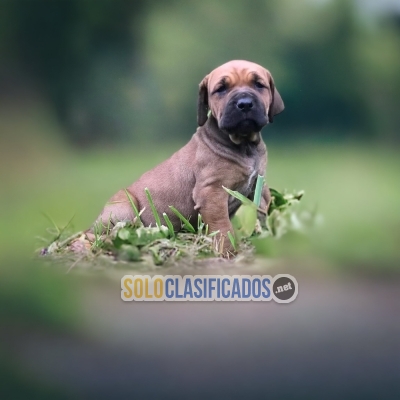 FURRY  FILA BRASILEÑO FOR SALE... 