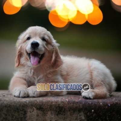 GOLDEN RETRIERVER LOVE PUPPY... 