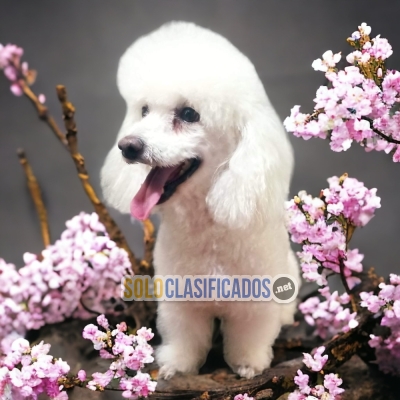 FURRY FRENCH POODLE NORMAL FOR SALE... 