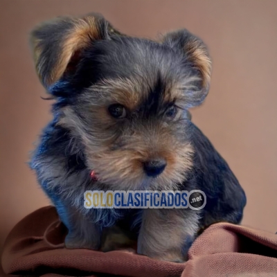 ENCANTADOR CACHORRO YORKSHIRE TERRIER... 