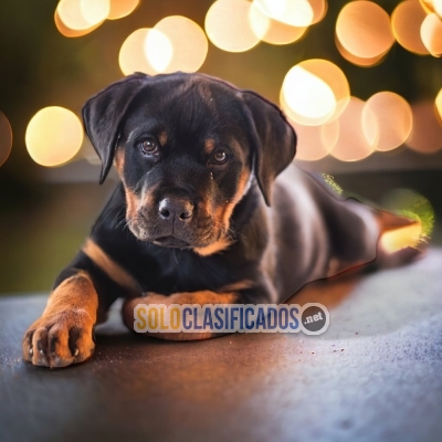 ROTTWEILER LÍNEA AMERICANA     IT WILL BE YOUR BEST COMPANY FROM ... 