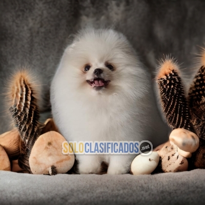 DISPONIBLES/AVAILABLE MASCOTAS/PETS POMERANIAN... 