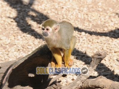 Compre/adopte y reubique un mono capuchino rackun en línea con un... 