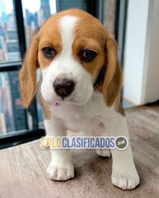 Beautiful and freandly Beagle Pocket Americano puppies... 
