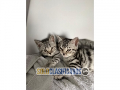 Female and male Beautiful bengal kittens available... 