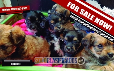 CHORKIE  PUPPIES  LONG HAIR FOR SALE RIGHT NOW... 