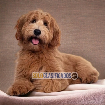 LABRADOODLE AVAILABLIE IN NORTH CAROLINA... 