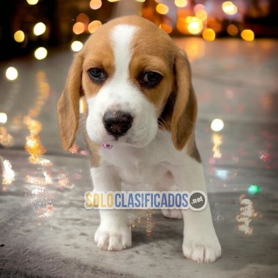 BEAGLE POKET AMERICANO  A FURRY FOR YOUR HOME... 