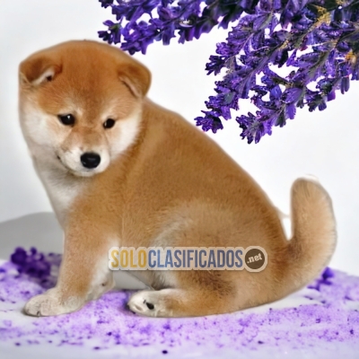 JAPANESE AKITA INU DOGS AVAILABLE... 