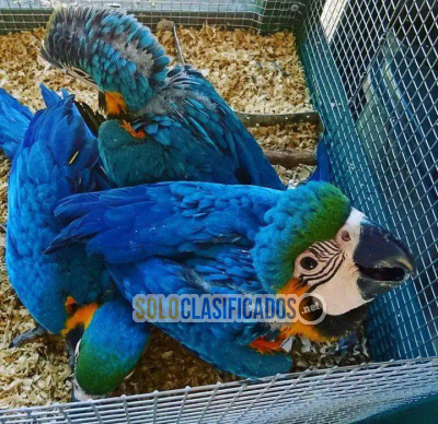 Solo Clasificados - Huevos fértiles de loros loros y aves en venta - imagen: 4