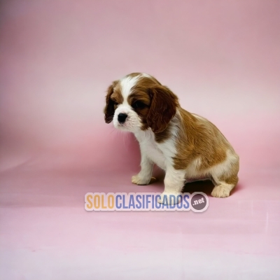 CUTE CAVALIER KING... 