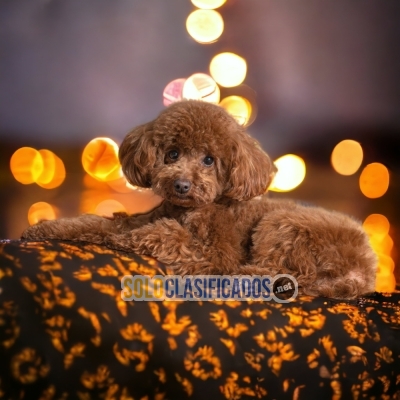 FRENCH POODLE RED AVAILABLIE IN NORTH CAROLINA... 