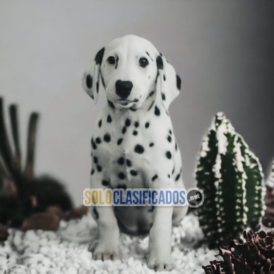 DALMATA ANOTHER MEMBER IN YOUR FAMILY TO LOVE O... 