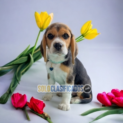 cachorros beagle poket americano... 