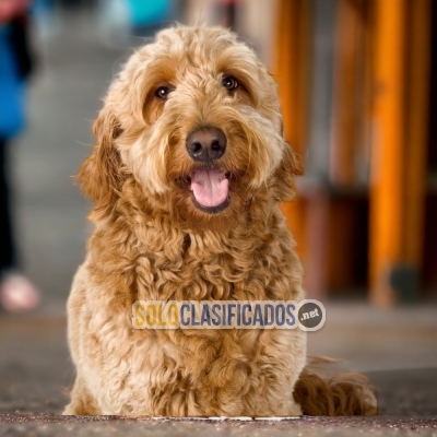 GOLDENDOODLE     I WILL BE YOUR BEST FAITHFUL FRIEND FROM TODAY... 
