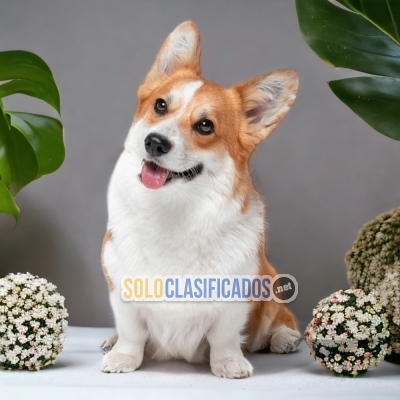 5ADORABLE CORGI DE PEMBROKE... 