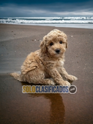 Bichon Habanero lovely Puppies... 