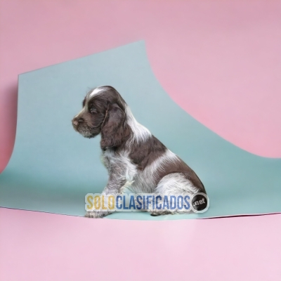 Beautiful puppies available COCKER SPANIEL INGLÉS with the best m... 