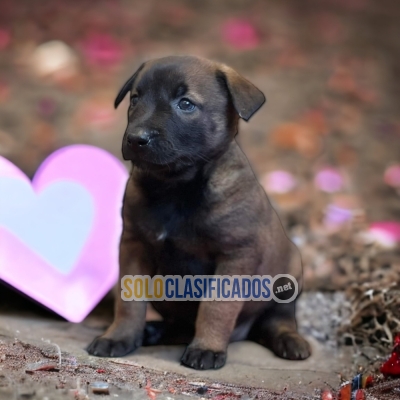 BELGIAN SHEPHERD MALINOIS AVAILABLE NORTH CAROLINA NOW... 